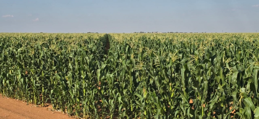 0 Bedroom Property for Sale in Hennenman Rural Free State